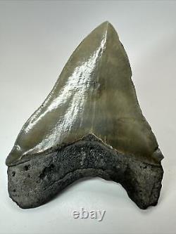 Megalodon Shark Tooth 5.63 Huge Wide Fossil Serrated 18095