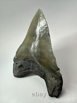 Megalodon Shark Tooth 5.63 Huge Wide Fossil Serrated 18095