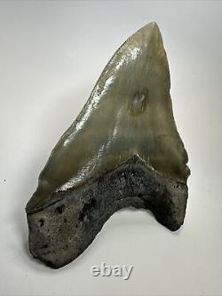 Megalodon Shark Tooth 5.63 Huge Wide Fossil Serrated 18095