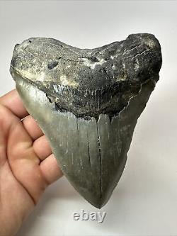 Megalodon Shark Tooth 5.63 Huge Wide Fossil Serrated 18095