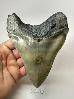 Megalodon Shark Tooth 5.63 Huge Wide Fossil Serrated 18095