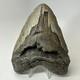 Megalodon Shark Tooth 5.63 Inch Huge Wide Fossil Authentic Teeth 20239