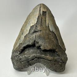 Megalodon Shark Tooth 5.63 Inch Huge Wide Fossil Authentic Teeth 20239