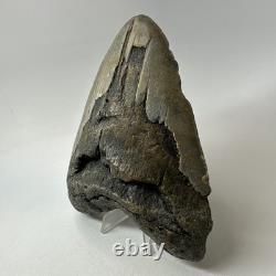 Megalodon Shark Tooth 5.63 Inch Huge Wide Fossil Authentic Teeth 20239