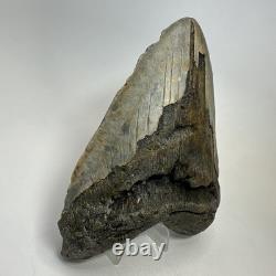 Megalodon Shark Tooth 5.63 Inch Huge Wide Fossil Authentic Teeth 20239