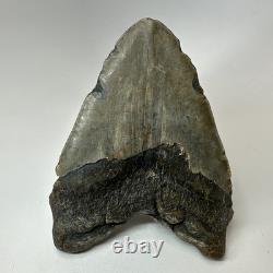 Megalodon Shark Tooth 5.63 Inch Huge Wide Fossil Authentic Teeth 20239