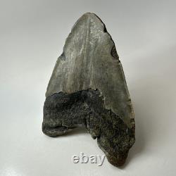 Megalodon Shark Tooth 5.63 Inch Huge Wide Fossil Authentic Teeth 20239
