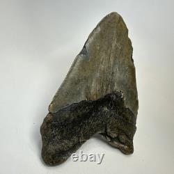 Megalodon Shark Tooth 5.63 Inch Huge Wide Fossil Authentic Teeth 20239