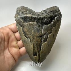 Megalodon Shark Tooth 5.63 Inch Huge Wide Fossil Authentic Teeth 20239