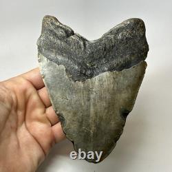 Megalodon Shark Tooth 5.63 Inch Huge Wide Fossil Authentic Teeth 20239