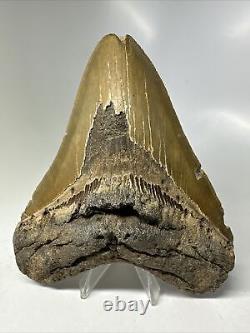 Megalodon Shark Tooth 5.63 Serrated Huge Fossil Natural 16138