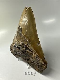 Megalodon Shark Tooth 5.63 Serrated Huge Fossil Natural 16138