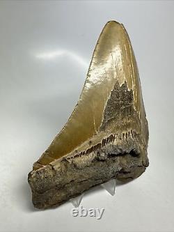 Megalodon Shark Tooth 5.63 Serrated Huge Fossil Natural 16138