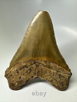 Megalodon Shark Tooth 5.63 Serrated Huge Fossil Natural 16138