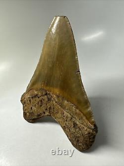 Megalodon Shark Tooth 5.63 Serrated Huge Fossil Natural 16138