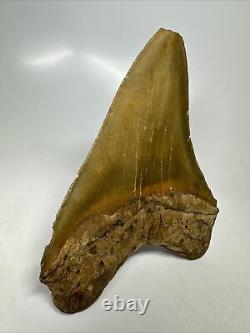 Megalodon Shark Tooth 5.63 Serrated Huge Fossil Natural 16138