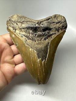 Megalodon Shark Tooth 5.63 Serrated Huge Fossil Natural 16138
