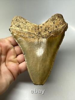 Megalodon Shark Tooth 5.63 Serrated Huge Fossil Natural 16138