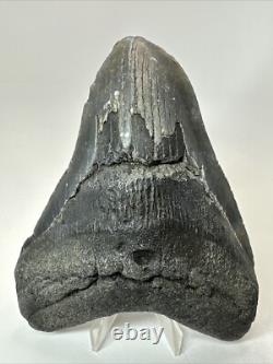 Megalodon Shark Tooth 5.63 inch Big Black Fossil Authentic Real 18582