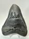 Megalodon Shark Tooth 5.63 Inch Big Black Fossil Authentic Real 18582