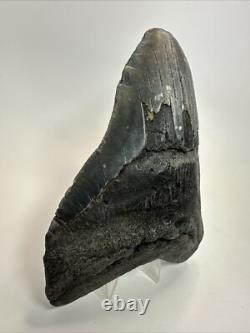 Megalodon Shark Tooth 5.63 inch Big Black Fossil Authentic Real 18582