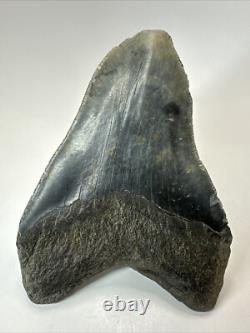 Megalodon Shark Tooth 5.63 inch Big Black Fossil Authentic Real 18582