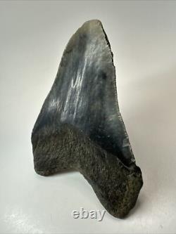 Megalodon Shark Tooth 5.63 inch Big Black Fossil Authentic Real 18582