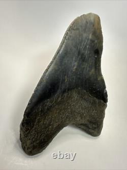 Megalodon Shark Tooth 5.63 inch Big Black Fossil Authentic Real 18582