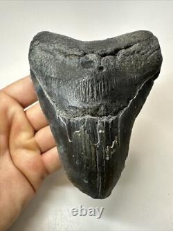 Megalodon Shark Tooth 5.63 inch Big Black Fossil Authentic Real 18582