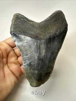 Megalodon Shark Tooth 5.63 inch Big Black Fossil Authentic Real 18582