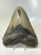 Megalodon Shark Tooth 5.64 Huge Authentic Fossil Wide 15808