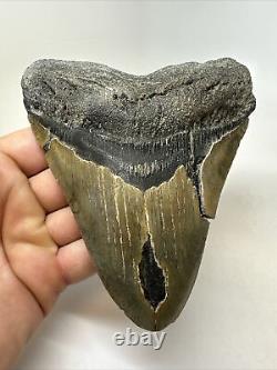 Megalodon Shark Tooth 5.64 Huge Authentic Fossil Wide 15808