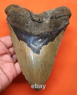 Megalodon Shark Tooth 5.64 Real Fossil Massive Shark Teeth Natural Meg