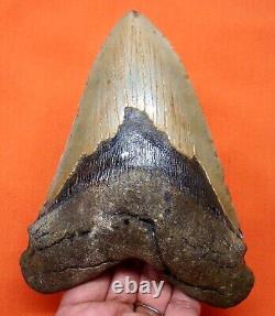 Megalodon Shark Tooth 5.64 Real Fossil Massive Shark Teeth Natural Meg
