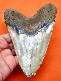 Megalodon Shark Tooth 5.64 Real Fossil Massive Shark Teeth Natural Meg