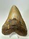 Megalodon Shark Tooth 5.65 Colorful Natural Fossil Authentic 17467