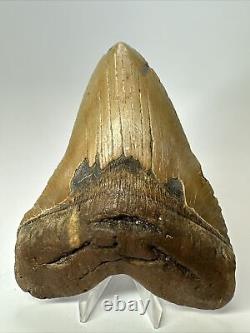 Megalodon Shark Tooth 5.65 Colorful Natural Fossil Authentic 17467