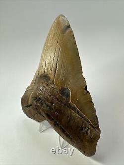 Megalodon Shark Tooth 5.65 Colorful Natural Fossil Authentic 17467