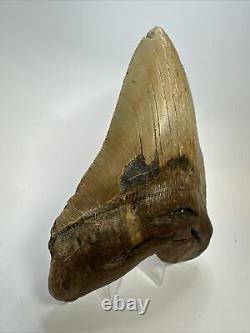 Megalodon Shark Tooth 5.65 Colorful Natural Fossil Authentic 17467