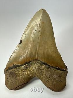 Megalodon Shark Tooth 5.65 Colorful Natural Fossil Authentic 17467