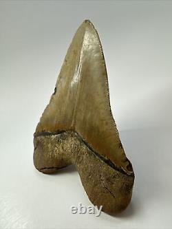 Megalodon Shark Tooth 5.65 Colorful Natural Fossil Authentic 17467