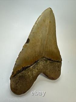 Megalodon Shark Tooth 5.65 Colorful Natural Fossil Authentic 17467