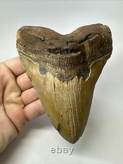 Megalodon Shark Tooth 5.65 Colorful Natural Fossil Authentic 17467