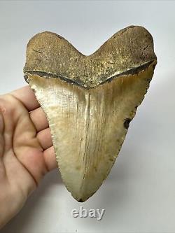 Megalodon Shark Tooth 5.65 Colorful Natural Fossil Authentic 17467