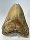 Megalodon Shark Tooth 5.65 Huge Orange Fossil Feeding Damage 18969