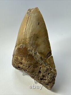 Megalodon Shark Tooth 5.65 Huge Orange Fossil Feeding Damage 18969