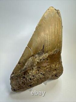 Megalodon Shark Tooth 5.65 Huge Orange Fossil Feeding Damage 18969