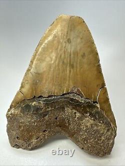 Megalodon Shark Tooth 5.65 Huge Orange Fossil Feeding Damage 18969