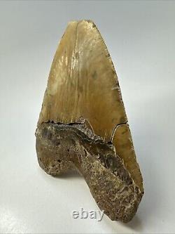 Megalodon Shark Tooth 5.65 Huge Orange Fossil Feeding Damage 18969