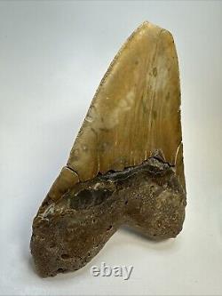 Megalodon Shark Tooth 5.65 Huge Orange Fossil Feeding Damage 18969